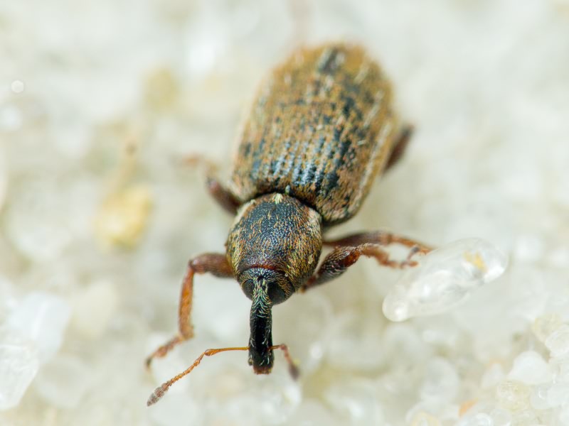 Curculionidae Latreille, 1802